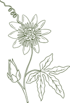 Passionflower plant