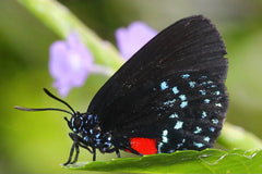 a black butterfly sitting on a leaf