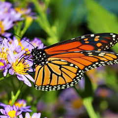 a monarch butterly