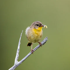 small bird perched on a branch