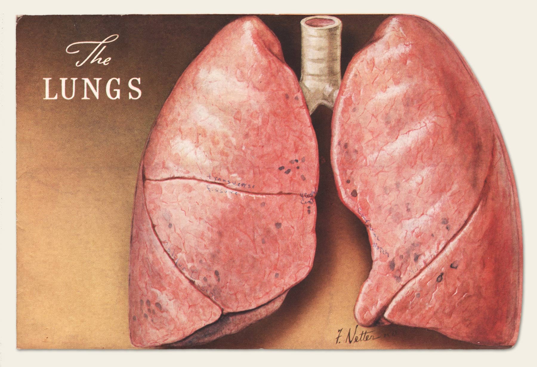 1938 CIBA Pharmaceutical "Lungs" brochure – OldCuts