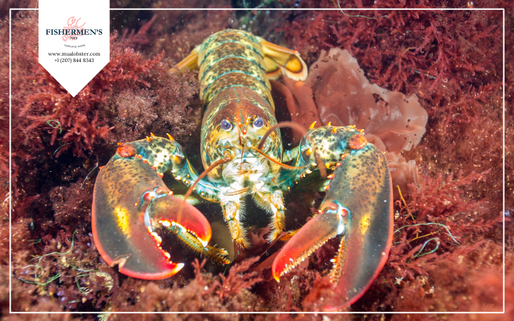 9 Fascinating Lobster Facts