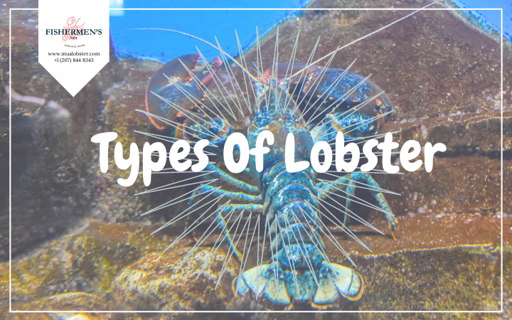 types of lobster