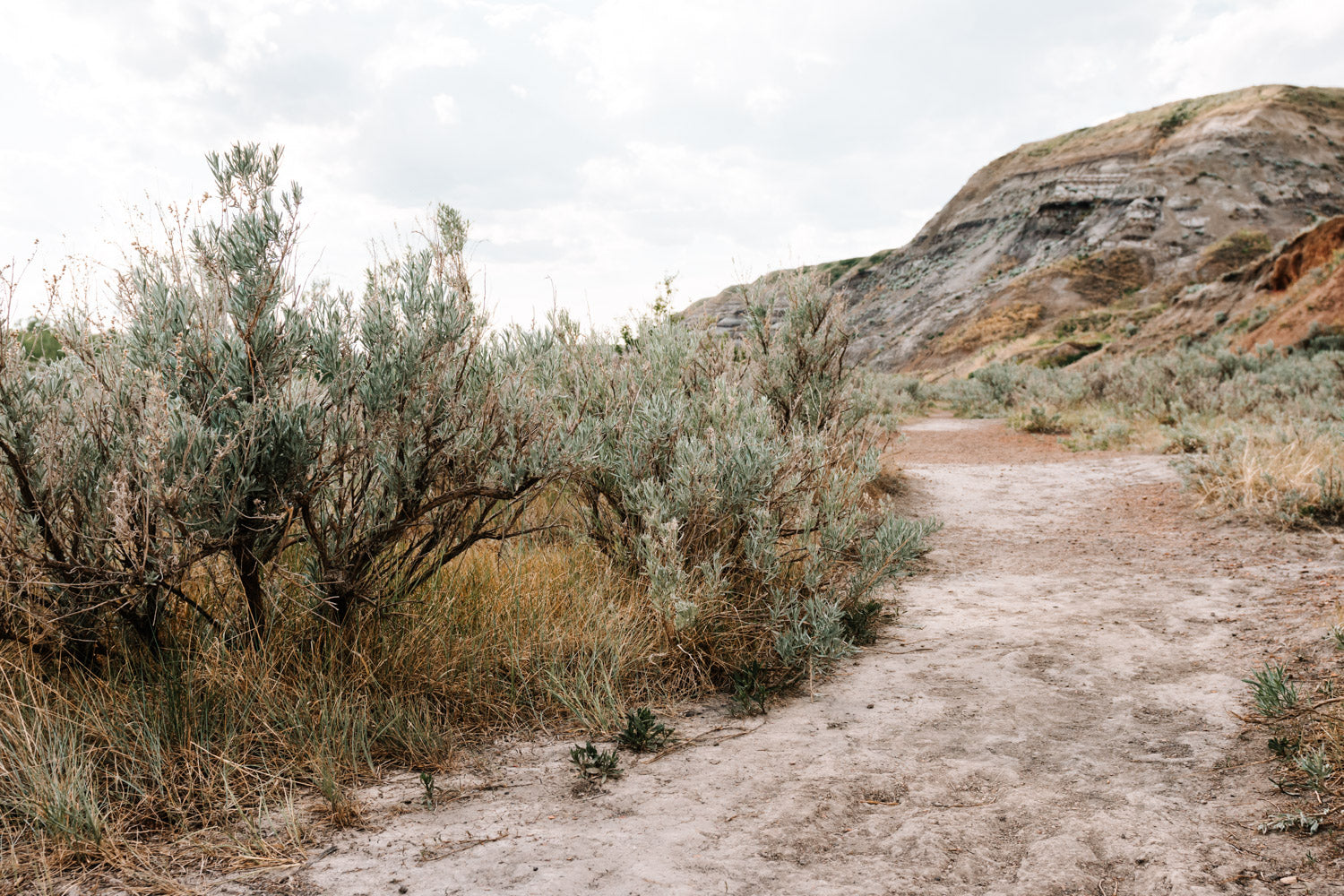 Alberta Badlands