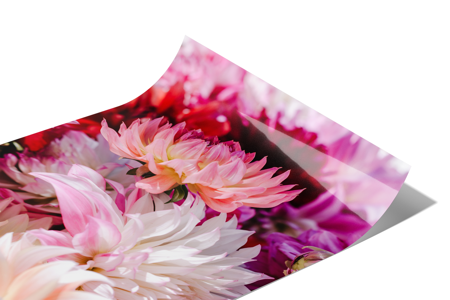 "Pleasing Petals" Pink Floral Print