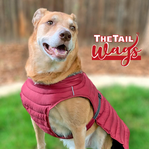 A happy dog in a pink vest outside.