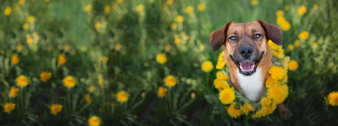 A dog in a field of yellow flowers.
