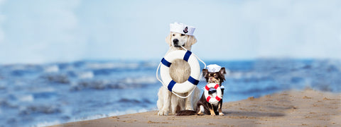 Dogs outside at the beach.