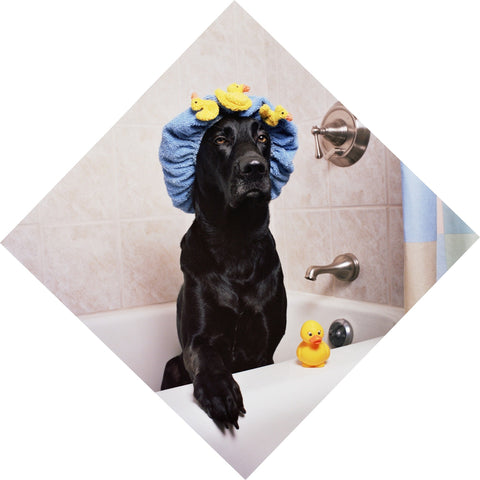 A dog ready for a bath with yellow ducks.