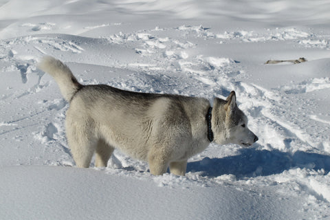 A Husky playing in the snow.