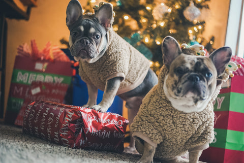 Two dogs in sweaters in front of winter decorations