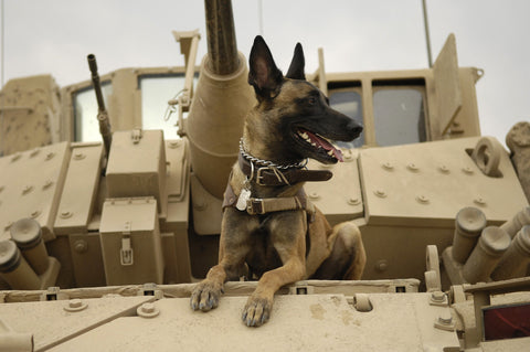 A war dog on a tank.