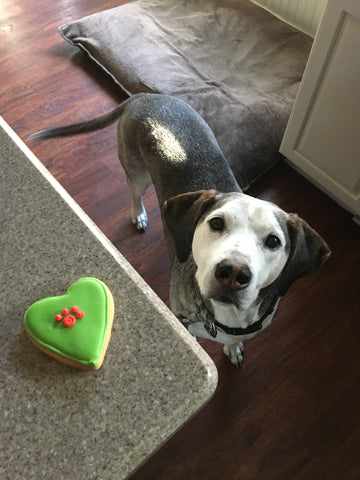 A mixed breed dog waiting for a cookie.