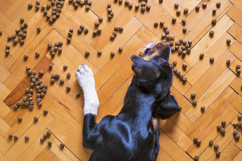 A dog eating kibble off the floor.