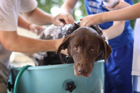 A dog getting a bath from their family. 