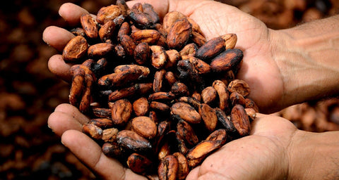 Cacao pods before they are turned into chocolate.