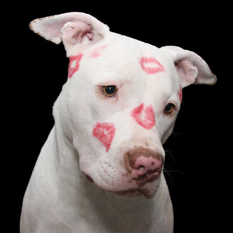 Alt-Text: A dog covered in kisses