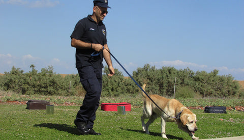 A police dog working scent detection.
