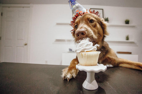 A dog eating a pupcake