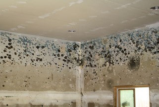Mold growing on Wall