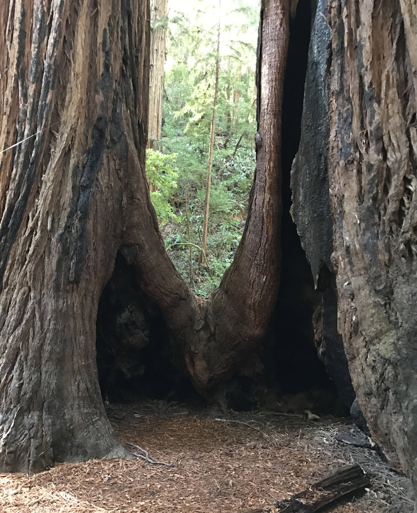 giant redwood trees