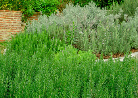 Sense of taste herbs sensory garden