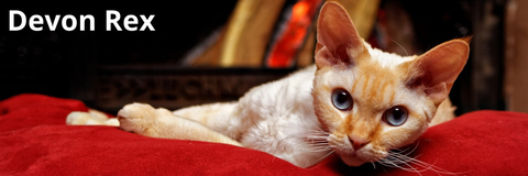 Devon rex | Felin-Addict