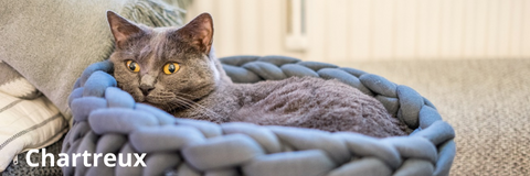 Chat chartreux | Felin-Addict