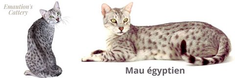 Emaution's Cattery | Felin-Addict