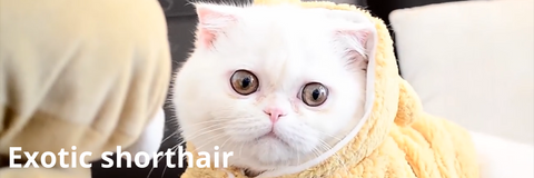 Chat exotic shorthair | Felin-Addict