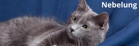 Chat nebelung | Felin-Addict