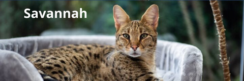 Chat Savannah | Felin-Addict