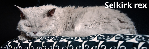 Chat selkirk rex | Felin-Addict