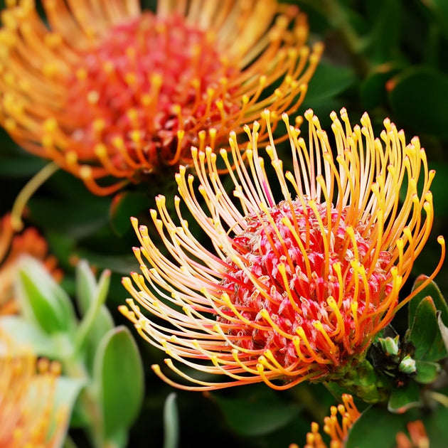 Protea Seeds – Page 2 – Seeds for Africa