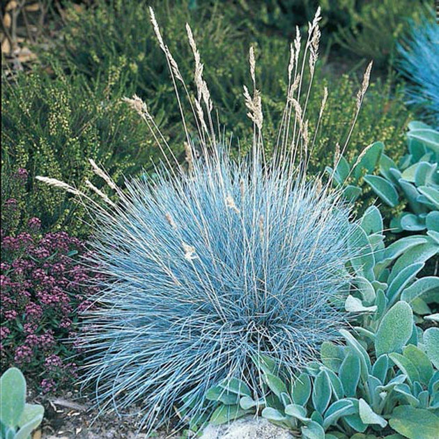 Ornamental Grass – Seeds for Africa