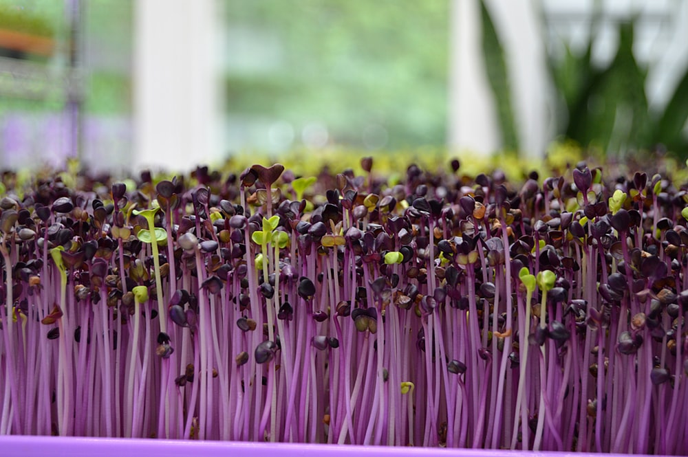 Africa S Most Diverse Online Seed Range Seeds For Africa