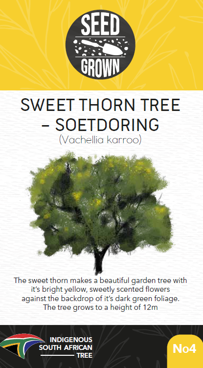 Seed Grown Kit No 4 Sweet Thorn Tree Soetdoring Vachellia