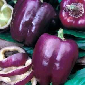 purple capsicum