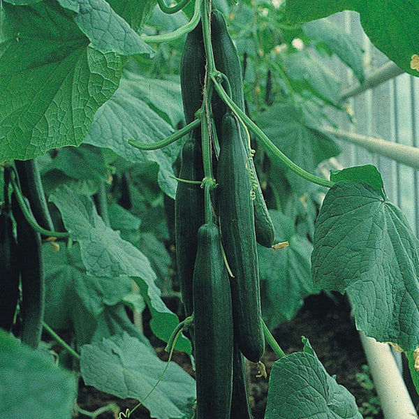 English Cucumber - Trimax F1 Hybrid - Cucumis Sativus - 3 -7958