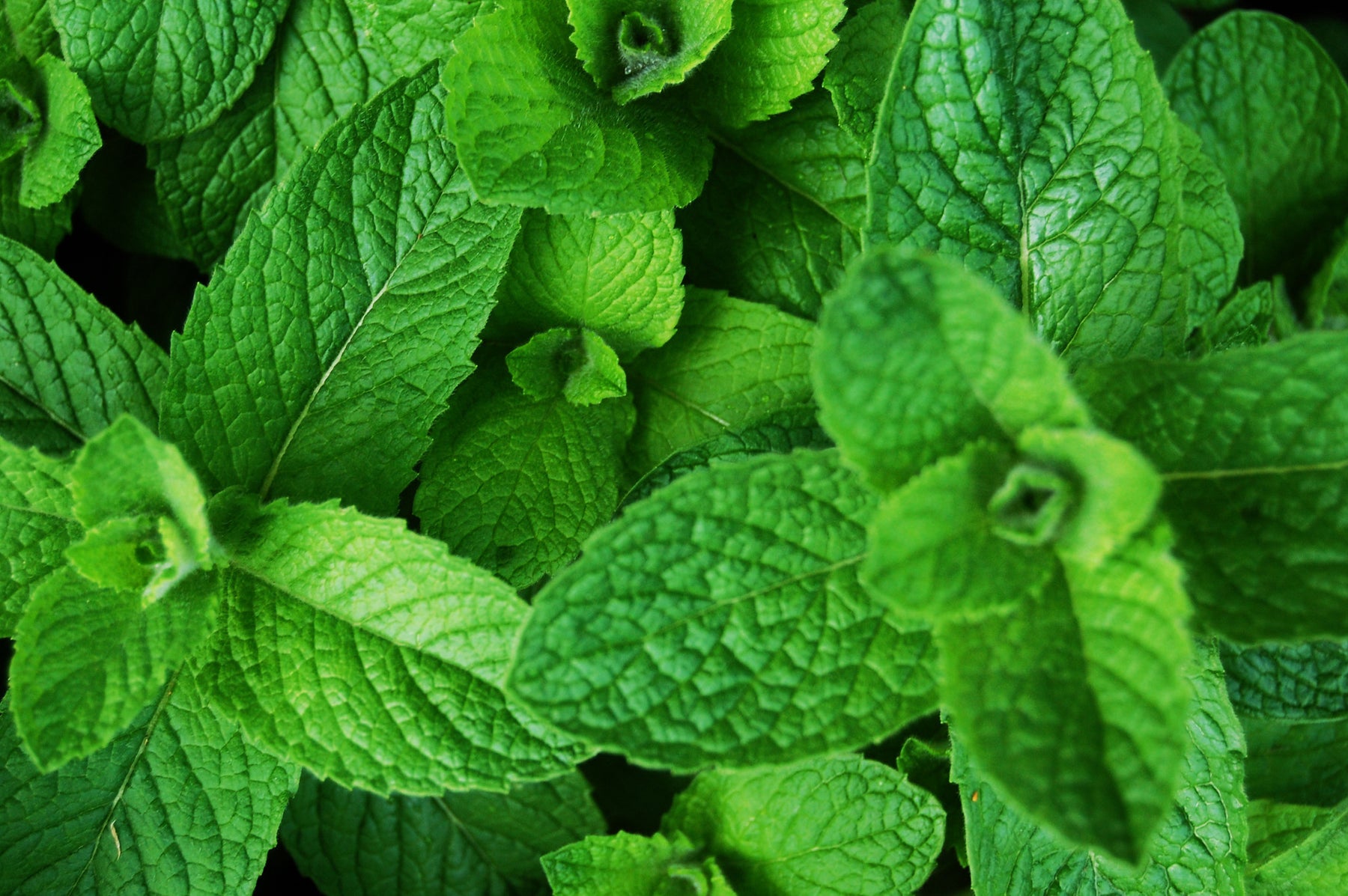 mint leaves edible