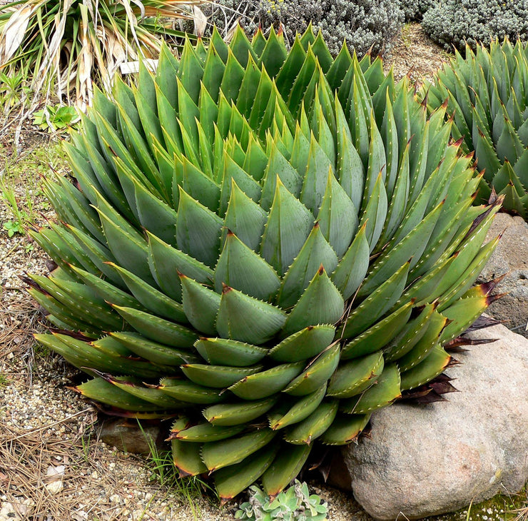 Aloe Polyphylla African Spiral Aloe Seeds Seeds For Africa 0011