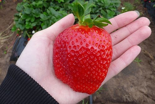 strawberry giant fruit fruits undomesticated seed seeds fragaria plant common exotic plants growing forms maximus