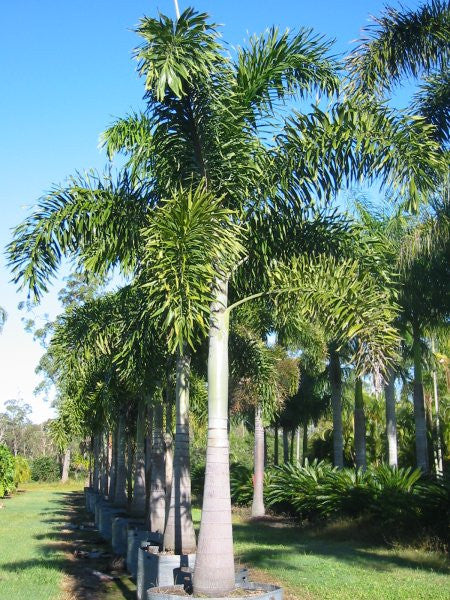 Foxtail Palm - Wodyetia bifurcata - Exotic Palm - 5 Seeds | Seeds for ...