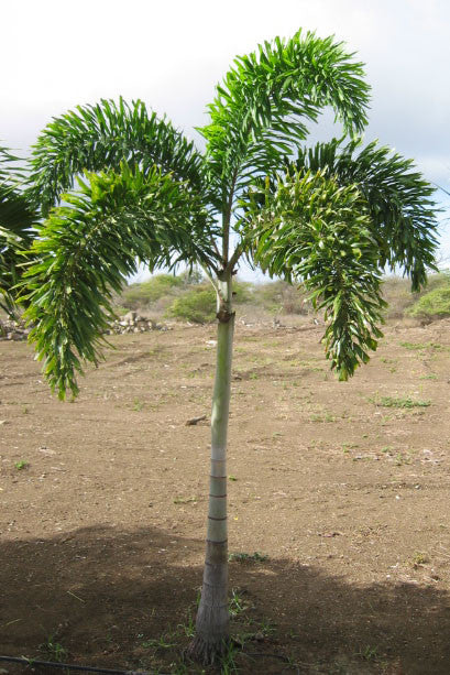 Foxtail Palm Wodyetia Bifurcata Exotic Palm 5 Seeds