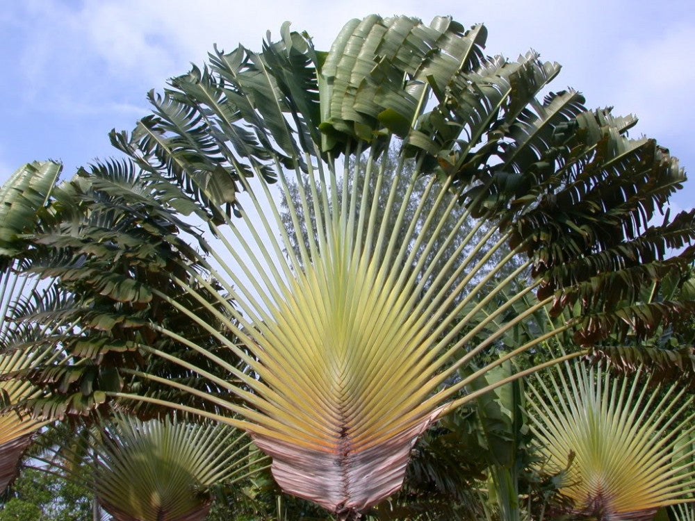 travellers palm madagascar