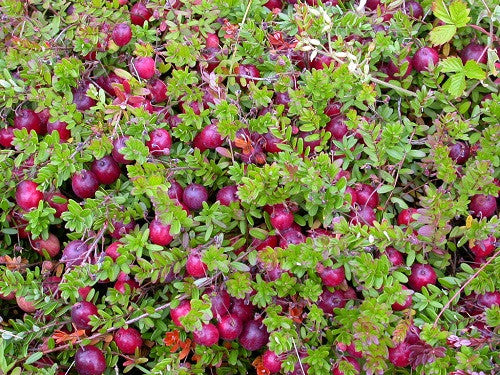 American Cranberry - Vaccinium Macrocarpon - 10 Seeds - Fruit Tree - E ...
