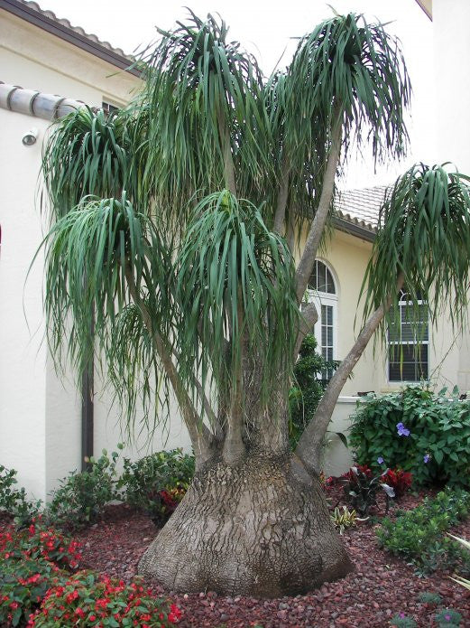 palm tree seeds