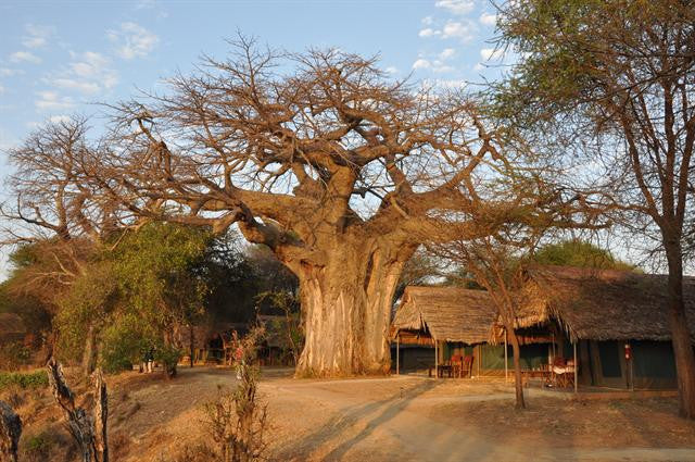 24+ Baobab Bonsai Care Images - Gardenia Bonsai