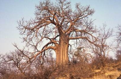 baobab digitata adansonia savann tartar africano arbol lemonade bread indigenous senegal biodiversity pilt foorum sagrado simbolo domesticating acacia nurga