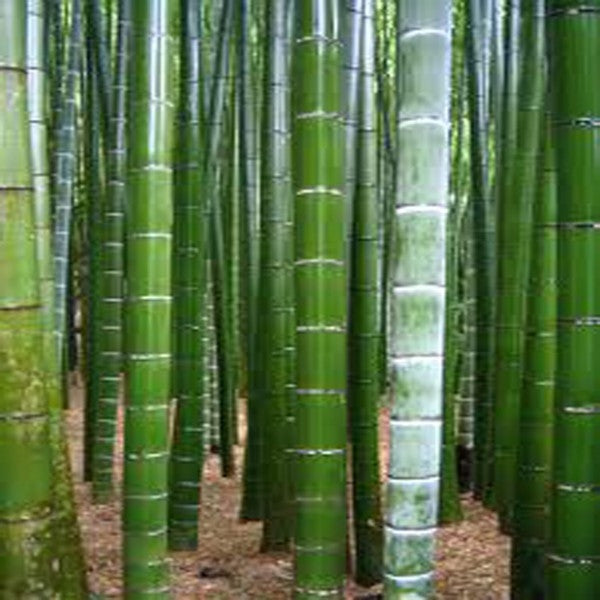 giant bamboo moso